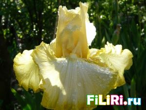 Silk and Honey Картинка