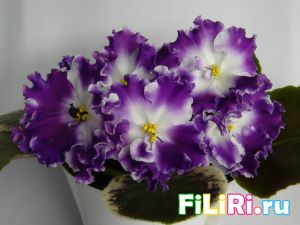 Картинка